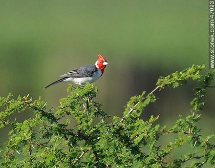 Red - crested Cardinal - Fauna - MORE IMAGES. Photo #47093