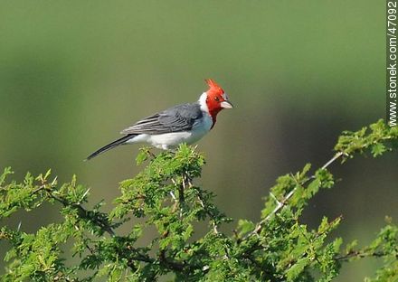 Red - crested Cardinal - Fauna - MORE IMAGES. Photo #47092