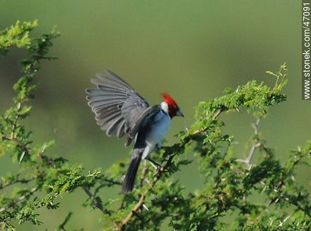 Red - crested Cardinal - Fauna - MORE IMAGES. Photo #47091
