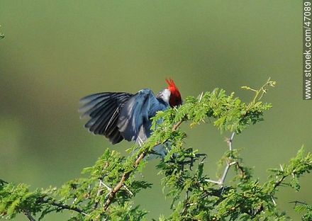 Red - crested Cardinal - Fauna - MORE IMAGES. Photo #47089
