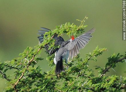 Red - crested Cardinal - Fauna - MORE IMAGES. Photo #47088