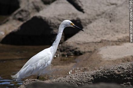 Snowy Egret garza - Fauna - MORE IMAGES. Photo #47196