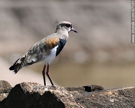 Southern Lapwing - Fauna - MORE IMAGES. Photo #47195