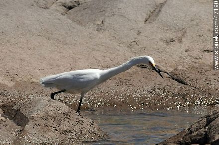 Snowy Egret - Fauna - MORE IMAGES. Photo #47190