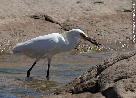 Snowy Egret - Fauna - MORE IMAGES. Photo #47188
