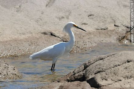 Snowy Egret - Fauna - MORE IMAGES. Photo #47187