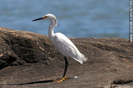 Snowy Egret - Fauna - MORE IMAGES. Photo #47185