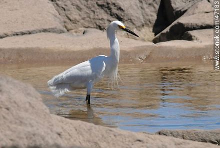 Snowy Egret - Fauna - MORE IMAGES. Photo #47183