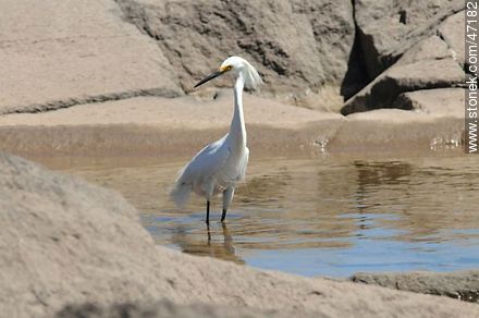 Snowy Egret - Fauna - MORE IMAGES. Photo #47182