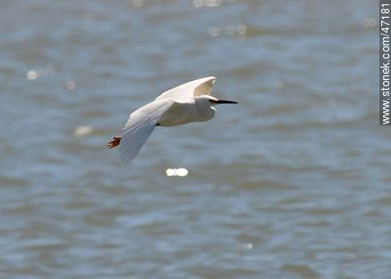 Flying Snowy Egret - Fauna - MORE IMAGES. Photo #47181