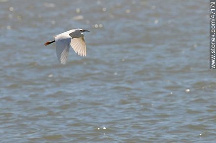 Flying Snowy Egret - Fauna - MORE IMAGES. Photo #47179