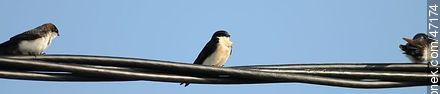 Blue-and-white Swallows - Fauna - MORE IMAGES. Photo #47174