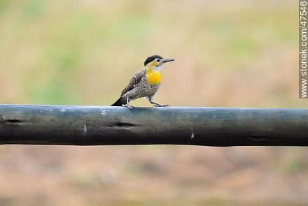 Carpintero de Campo - Departamento de Maldonado - URUGUAY. Foto No. 47546