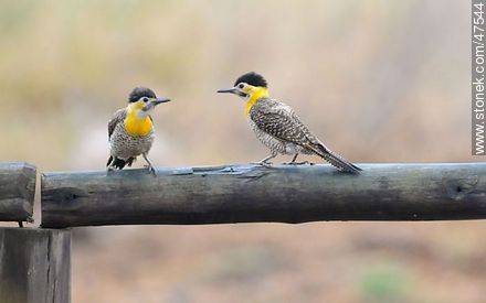 Carpinteros de Campo - Fauna - IMÁGENES VARIAS. Foto No. 47544