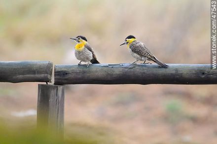 Carpinteros de Campo - Departamento de Maldonado - URUGUAY. Foto No. 47543