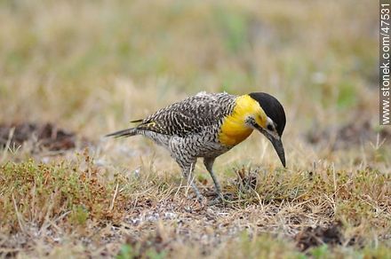 Carpintero de Campo - Departamento de Maldonado - URUGUAY. Foto No. 47531