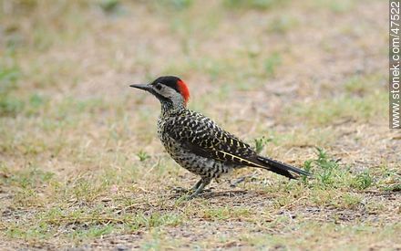 Green - barred Woodpecker - Fauna - MORE IMAGES. Photo #47522