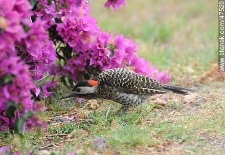 Green - barred Woodpecker - Fauna - MORE IMAGES. Photo #47520
