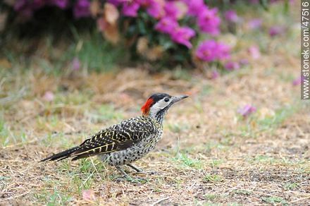 Green - barred Woodpecker - Fauna - MORE IMAGES. Photo #47516