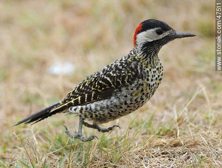 Floating Green - barred Woodpecker - Fauna - MORE IMAGES. Photo #47511