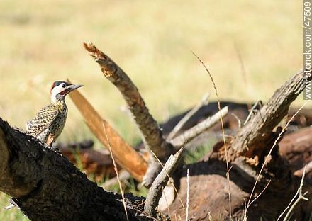 Green - barred Woodpecker - Department of Maldonado - URUGUAY. Photo #47509