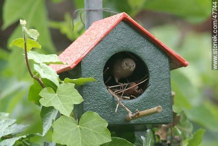 House Wren building a nest - Fauna - MORE IMAGES. Photo #47744