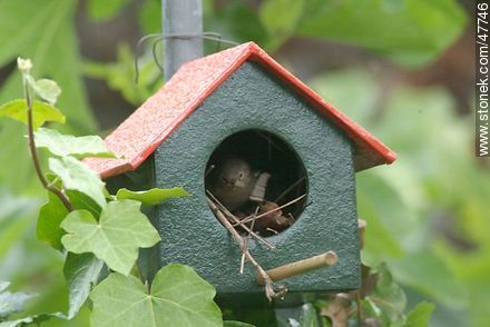 House Wren building a nest - Fauna - MORE IMAGES. Photo #47746