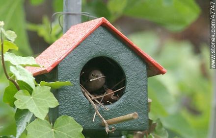 House Wren building a nest - Fauna - MORE IMAGES. Photo #47747