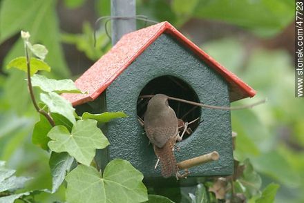 House Wren building a nest - Fauna - MORE IMAGES. Photo #47723
