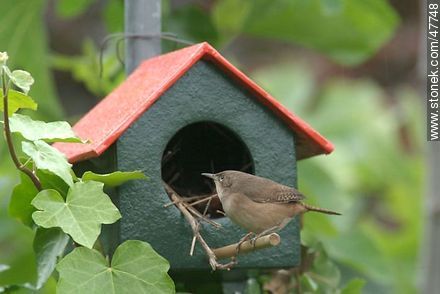 House Wren building a nest - Fauna - MORE IMAGES. Photo #47748