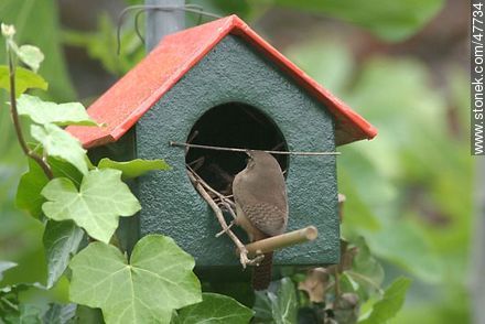 House Wren building a nest - Fauna - MORE IMAGES. Photo #47734