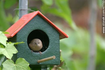 House Wren building a nest - Fauna - MORE IMAGES. Photo #47753