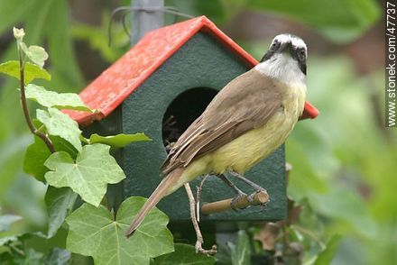 Great Kiskadee snooping in a House Wren nest - Fauna - MORE IMAGES. Photo #47737