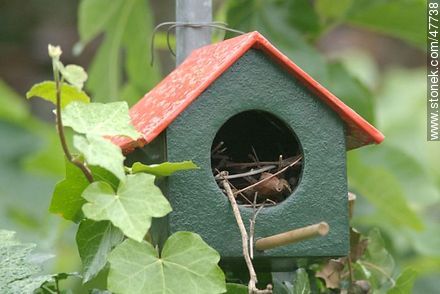 House Wren nest - Fauna - MORE IMAGES. Photo #47738