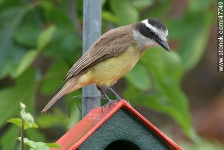 Great Kiskadee snooping in a House Wren nest - Fauna - MORE IMAGES. Photo #47749