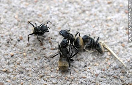 Pelea a muerte de hormigas - Fauna - IMÁGENES VARIAS. Foto No. 47780