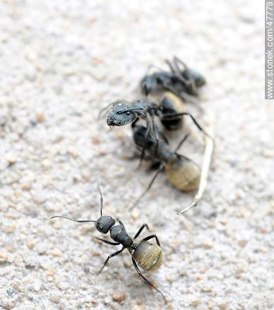 Pelea a muerte de hormigas - Fauna - IMÁGENES VARIAS. Foto No. 47779