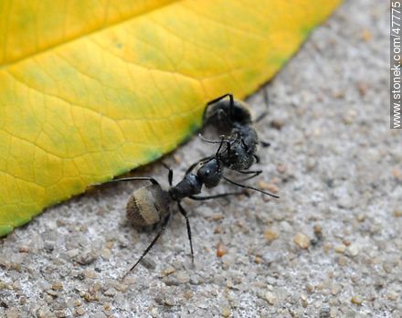 Ants fighting to the death - Fauna - MORE IMAGES. Photo #47775