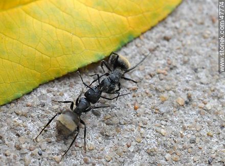 Pelea a muerte de hormigas - Fauna - IMÁGENES VARIAS. Foto No. 47774