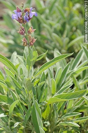 Salvia - Flora - IMÁGENES VARIAS. Foto No. 47913