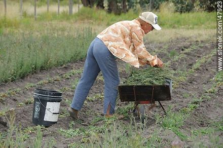 Woman harvesting herbs - Department of Canelones - URUGUAY. Foto No. 47923