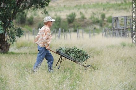 Señora cosechando hierbas medicinales -  - URUGUAY. Foto No. 47895