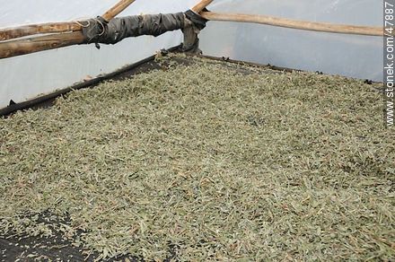 Drying herbs - Department of Canelones - URUGUAY. Foto No. 47887