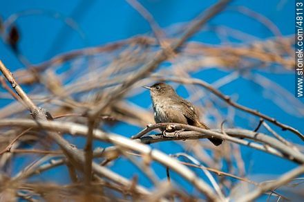 House Wren - Fauna - MORE IMAGES. Photo #48113