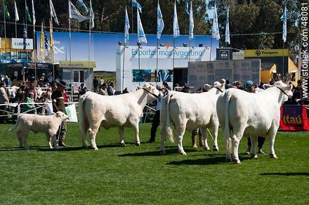 Charolais cattle - Department of Montevideo - URUGUAY. Photo #48081