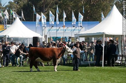 Hereford exhibition - Department of Montevideo - URUGUAY. Foto No. 48078