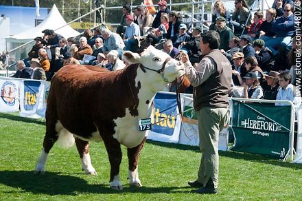 Hereford exhibition - Department of Montevideo - URUGUAY. Foto No. 48076
