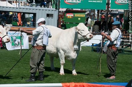 Exhibition of Charolais cattle - Department of Montevideo - URUGUAY. Foto No. 48069