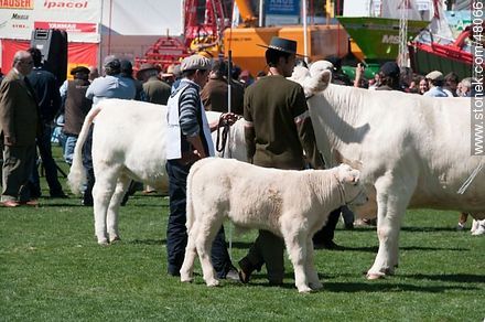 Charolais calf - Department of Montevideo - URUGUAY. Photo #48066