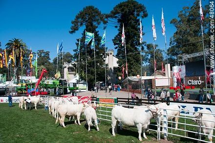 Exhibition of Charolais cattle - Department of Montevideo - URUGUAY. Foto No. 48064